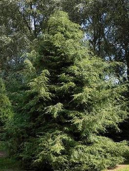 Choina Kanadyjska (C2)