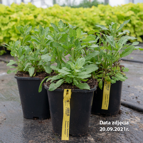 Szałwia omszona Sensation Compact Violet (C2)