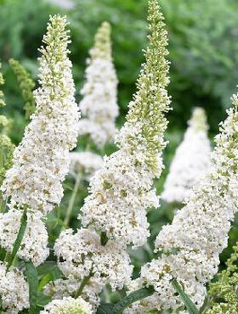 Budleja Dawida 'Nanho White' (C2)