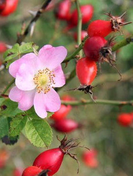 Róża Dzika Właściwości Zdrowotne (C2)