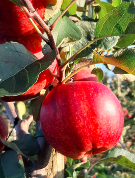 Jabłoń Dark Ligol Plant Pack