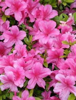 Azalia japońska Excelsior (C2)