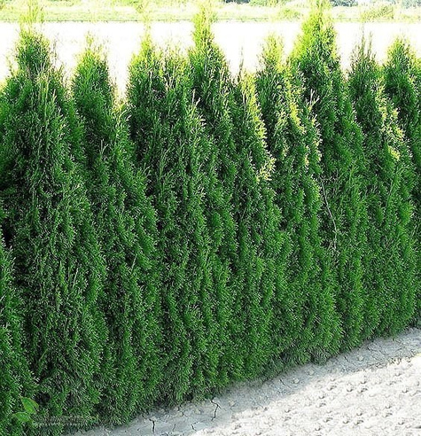 Tuja Thuja Smaragd Żywotnik zachodni 110-125cm w doniczce