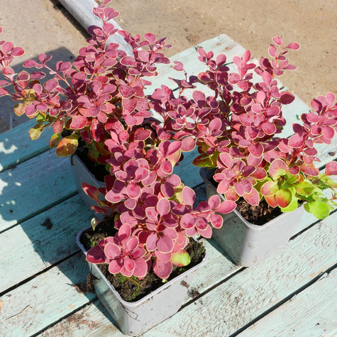 Berberys thunberga Aria (P9)