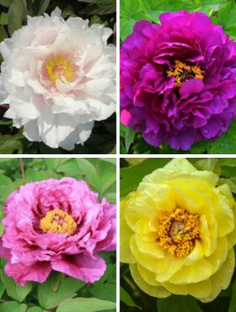 Peonia Piwonia drzewiasta 1 szt. mix kolorów (C2)