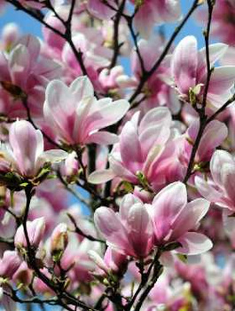 Magnolia Soulange'a 'Speciosa'
