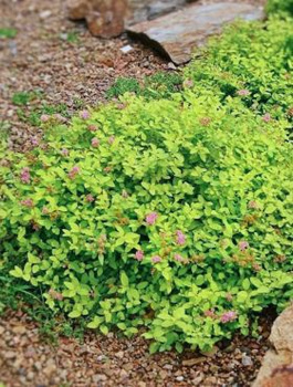 Tawuła japońska Green Carpet (C2)