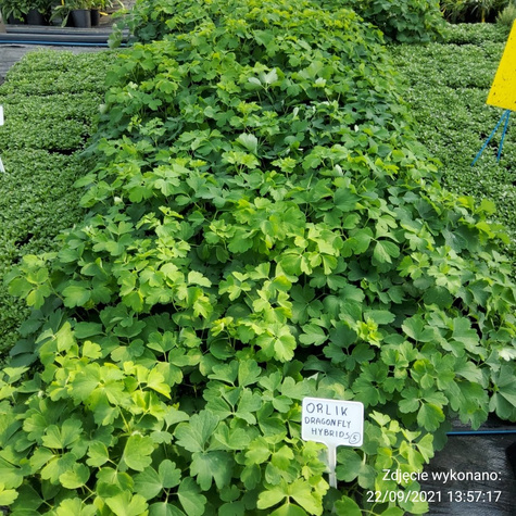 Orlik Dragonfly Hybrids (C2)