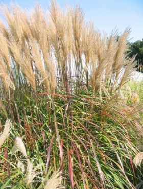 Miscanthus sinensis Miskant chiński 'Kupferberg'
