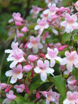 Kolkwicja chińska Różowy Busz (C2)