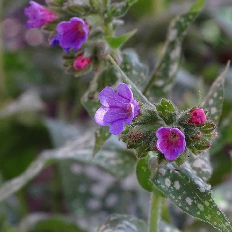 Miodunka Raspberry Splash