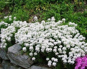 Ubiorek gorzki Iberis 2g