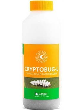  CRYPTOBUG L 1000 - Biedronka wełnowcowa  