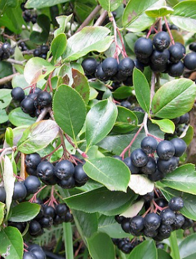 Aronia Czarnoowocowa Plant Pack