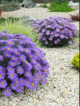 Aster alpejski Violet