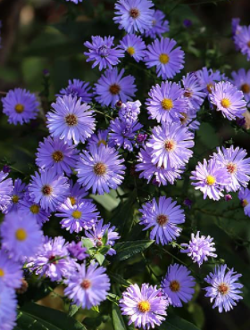 Aster nowobelgijski Blutenmeer morze kwiatów (P9)