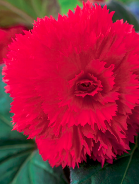 Begonia bulwiasta Fimbriata różowa strzępiasta 