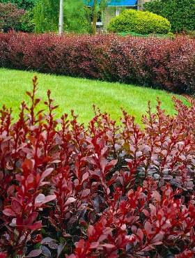 Berberys Atropurpurea Plant Pack