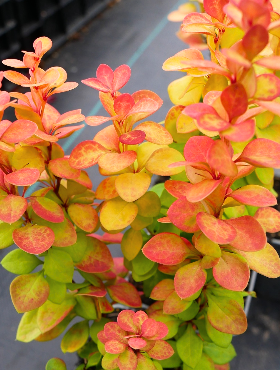 Berberys thunberga Neon Gold (P9)