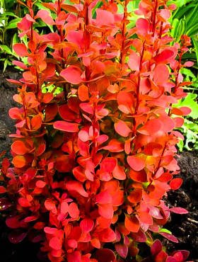 Berberys thunberga Orange Rocket