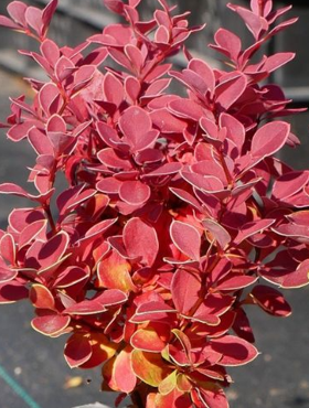 Berberys thunberga Red Hot Chili (P9)