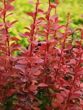 Berberys thunberga Red Rocket (C2)