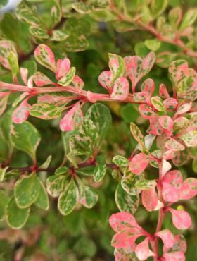 Berberys thunberga Smaragd