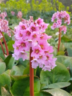 Bergenia sercowata Baby Doll (C2)