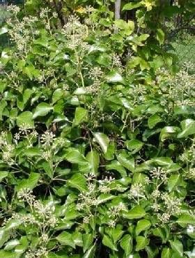 Bluszcz pospolity Arborescens (P9)