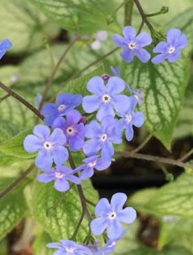 Brunnera wielkolistna