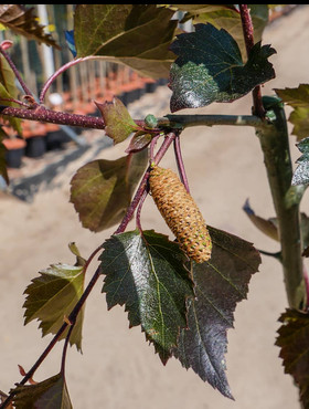 Brzoza brodawkowata Purpurea szczepiona na pniu (C20)