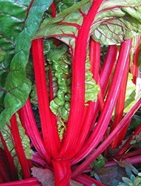 Burak liściowy Rhubarb Chard 5g