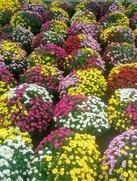 Chryzantema chryzantemy drobnokwiatowa Tricolor trzy kolory w jednej doniczce SADZONKA