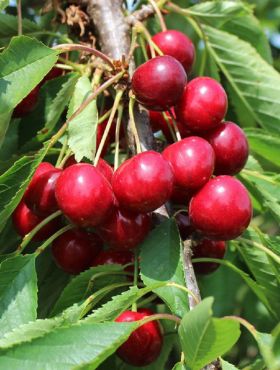 Czereśnia kolumnowa Pola Plant Pack