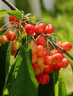 Czereśniowiśnia Hortensja Bardzo Duży Owoc czereśnia wiśnia w doniczce (C2)