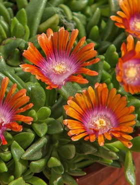 Delosperma Coopera Ice Cream Orange