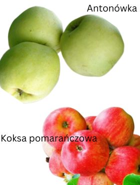 Duo Jabłoń Antonówka + Koksa pomarańczowa Plant Pack 