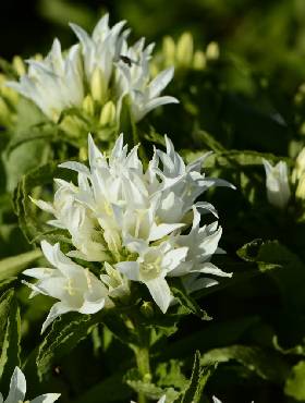 Dzwonek Skupiony Glomerata Alba (C2)