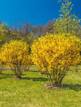 Forsycja pośrednia Week-End (P9)