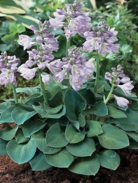 Funkia Blue Mouse Ears Hosta