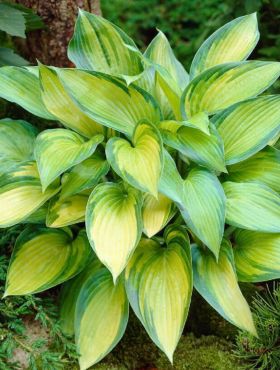 Funkia Hosta June