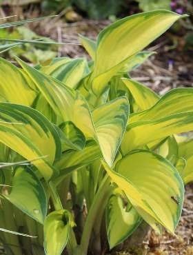 Funkia Hosta June (C2)