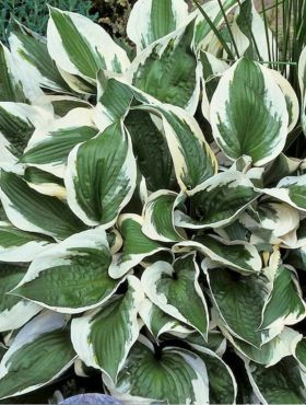 Funkia Hosta Patriot