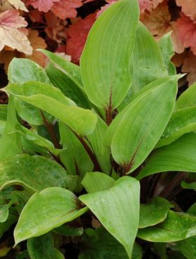 Funkia Hosta 'Purple Heart' ®