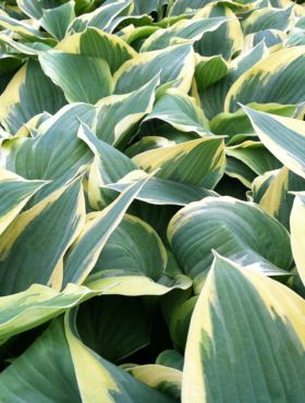 Funkia Hosta Robert Frost