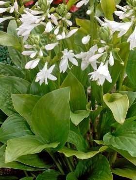 Funkia Hosta Royal Standard (P9)