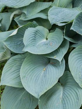 Funkia Hosta Siebolda Elegans 