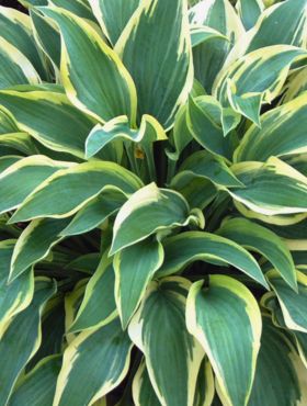 Funkia Hosta Wide Brim