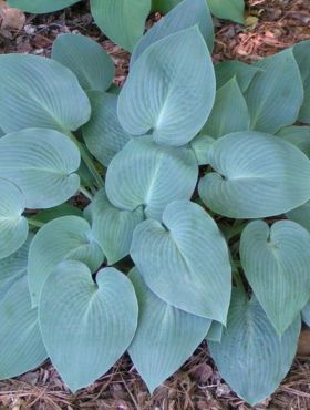 Funkia ogrodowa Hosta Halcyon 