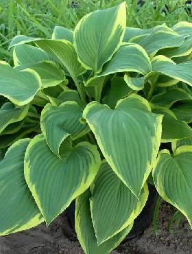 Funkia ogrodowa Hosta Yellow River (C2)